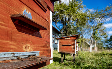 Wooden hive and bees. Bees fly in and out of the hive.