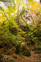 autumn forest in the morning
