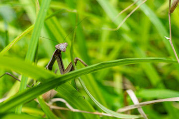 茶色のカマキリ