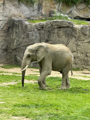 big elephant on the green lawn