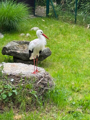 stork on the green lawn