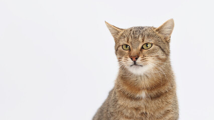 Beautiful grey Cat looks at the camera. Kitten close-up on white background. Without people. Studio portrait of a cat. Pet shop. Indoor cat. Copy space. World pet day. Pet store poster design.