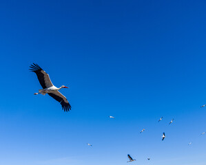 GROUP OF STORKS FLYING IN A GROUP