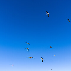 GROUP OF STORKS FLYING IN A GROUP