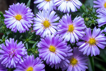 purple aster flowers in the garden large group 