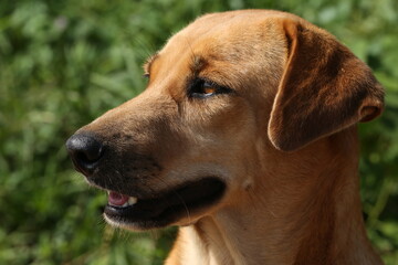 portrait of a golden retriever