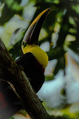 Beautiful Toucan in the wild jungle © Harold