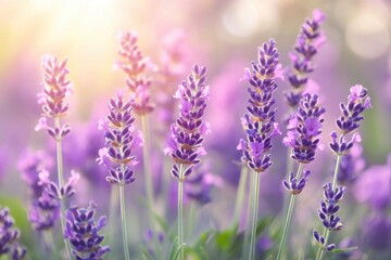Obraz premium Lavender Field in Bloom