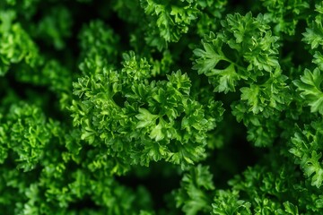 Fototapeta premium Curly Parsley Leaves