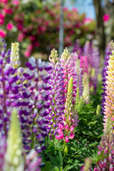 Lupinus polyphyllus in the garden.
