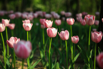 Pink tulip in Hantaek Botanical Garden