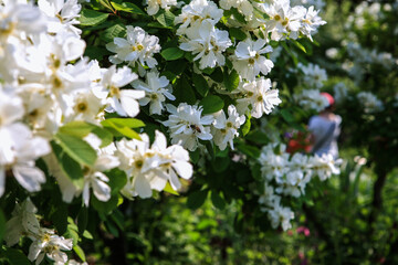 White flowers in Hantaek Botanical Garden