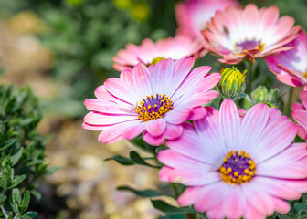 Obraz premium Osteospermum spp. Cape Daisy, Trailing African Daisy, Blue-eyed Daisy.