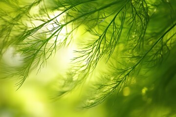 Dill Leaves in Sunlight