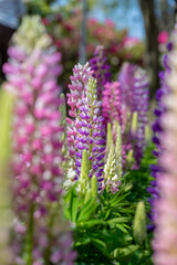 Lupinus polyphyllus in the garden.