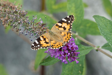 Painted Lady (Vanessa cardui) butterfly perched on summer lilac in Zurich, Switzerland