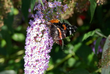 Red admiral butterfly (Vanessa Atalanta) perched on summer lilac in Zurich, Switzerland