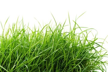 Fototapeta premium Green grass backgrounds plant lawn.