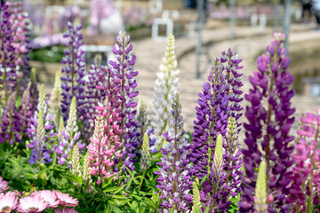 Lupinus polyphyllus in the garden.