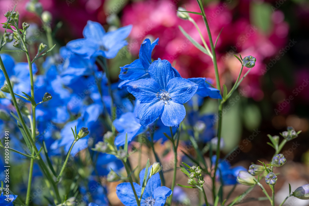 Wall mural sunlight. flower in focus light blue