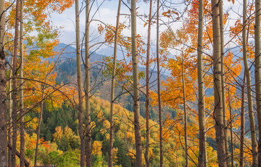 Aspen trees in a grove with yellow leaves against the backdrop of beautiful motley autumn mountains