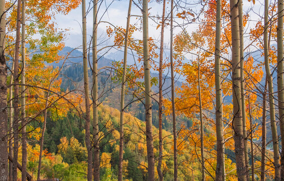 Aspen trees in a grove with yellow leaves against the backdrop of beautiful motley autumn mountains