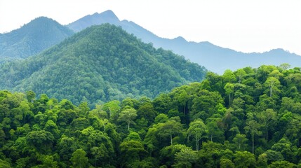 Fototapeta premium Isolated Majestic Forest Mountain from Thailand, showcasing vibrant greenery and rugged peaks against a clean, white backdrop, symbolizing untouched natural beauty and serenity.