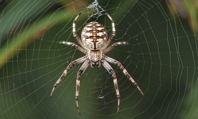 A close-up of a brown spider with a round abdomen and long legs