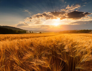 Obraz premium Campo cosecha de cereales dorados al atardecer con cielo dramático y luz cálida, paisaje rural inspirador que transmite paz, abundancia y conexión con la naturaleza