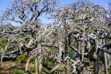 Wisteria has not yet bloomed in Ashikaga Flower Park.
