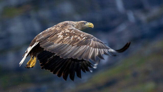 Ein Seeadler im Trollfjord, Norwegen