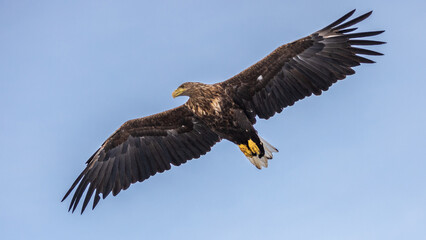 Obraz premium Ein Seeadler im Trollfjord, Norwegen