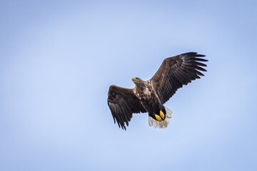 Ein Seeadler im Trollfjord, Norwegen