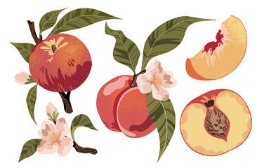 Set of colorful hand drawn peaches with leaves and flowers. Half, slice and whole peach, nectarine. Vector illustration, isolated on white background. 