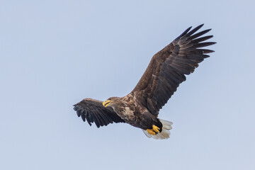 Ein Seeadler im Trollfjord, Norwegen