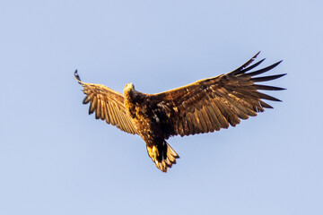Ein Seeadler im Trollfjord, Norwegen