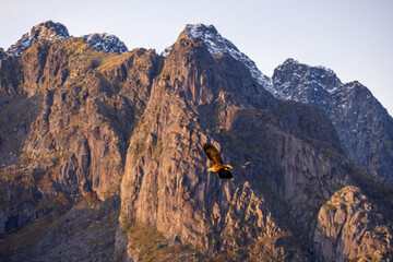 Obraz premium Ein Seeadler im Trollfjord, Norwegen