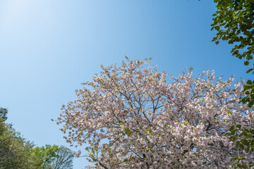 Blooming cherry blossom trees in Japan