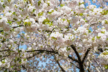 Blooming cherry blossom trees in Japan