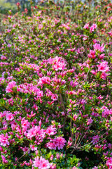 Pink azalea flowers are fully blooming quietly
