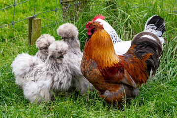 Gallo y gallinas sedosas del Japón o silkies en el corral 