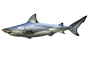 Obraz premium A white shark, predator of the sea isolated on white background