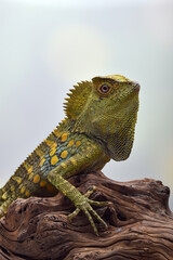 Boyd's forest dragon (Lophosaurus boydii) on white background