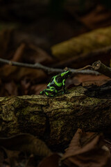 green frog on a leaf