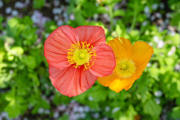 Corn poppy flowers in the garden.
