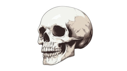 Obraz premium Skull Illustration Isolated On Transparent Background 