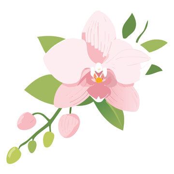Pink Watercolor Orchid