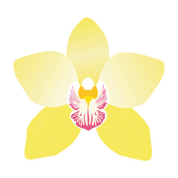 Yellow Watercolor Orchid
