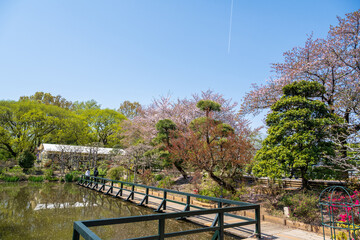 Fototapeta premium Tokyo, Japan - APR 15, 2024: Wisteria has not yet bloomed in Ashikaga Flower Park.