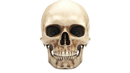 Skull Illustration Isolated On Transparent Background 